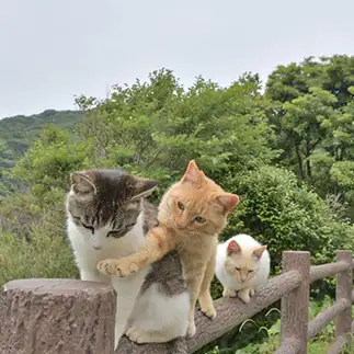 割り込みすぎるネコ　　ままめろんさん