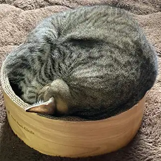 自分のサイズ感間違ってすぎるネコ　　manmiさん