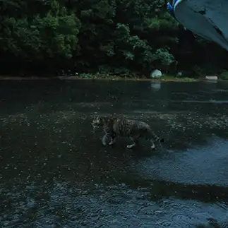 雨なんて気にしなさすぎるネコ　　輪廻さん