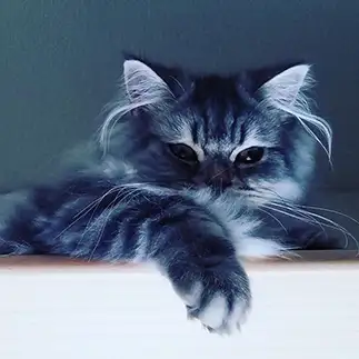 おどろおどろしすぎるネコ　　あんどこさん