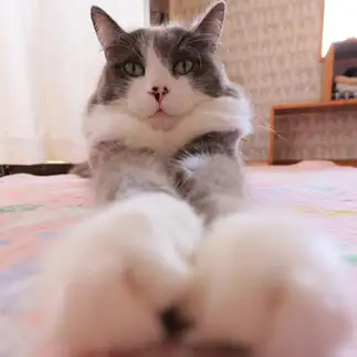 ティンパニのマレットすぎるネコ　　nanonya.Akiさん