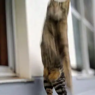 ＴＨＥ　ワープ！…下半身が残ってますよすぎるネコ　　猫山油猫丸さん