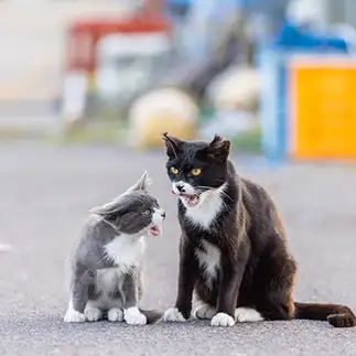 びっくりしすぎるネコ　　ともさん