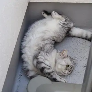 ねじれすぎるネコ　　◯太くんさん