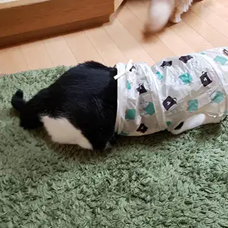 無理とわかっていてもどうしてもくぐりたすぎるネコ　　あんどこさん