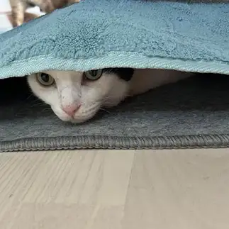 寒がりすぎるネコ　　みゅうさん
