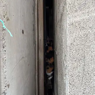 カニ歩きが上手すぎるネコ　　ぴよえもんさん