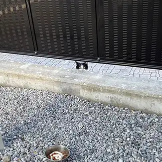 こっそりだけど　しっかり催促しすぎるネコ　　えいこ8さん