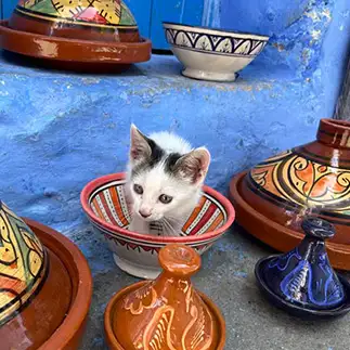 タジン猫すぎるネコ　　あーちゃんさん