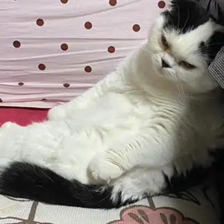その他もろもろに落ち込みすぎるネコ　　ぱんだるさん