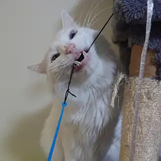 紐を食いちぎりたくて必死すぎるネコ　　らいりむさん