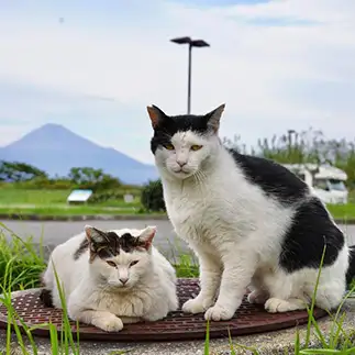 タケコプターすぎるネコ　　みっつさん