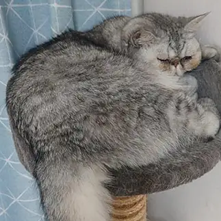 夢の中まるすぎるネコ　　エキゾチックまるちゃんさん