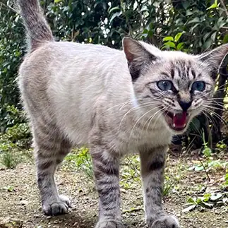 眉間にシワを寄せすぎるネコ　　greencat321さん