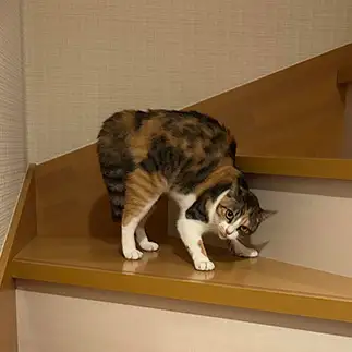 やんのかすぎるネコ　　ちゃむさん