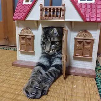 玄関にハマりすぎるネコ　　れおさん