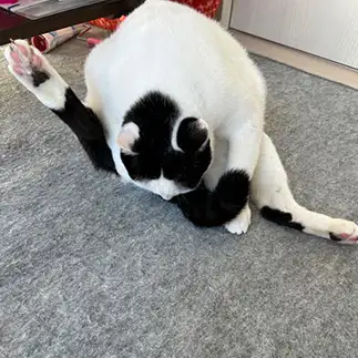 どうなってるんですか?すぎるネコ　　みゅうさん