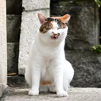 愛想笑いすぎるネコ　　仙城 彩漓さん