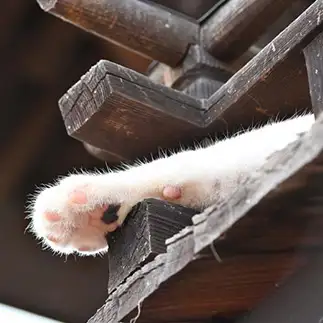 猫神様のおててすぎるネコ　　仙城 彩漓さん