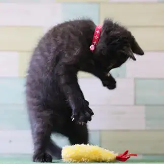 ほんとにえび天？二度見しすぎるネコ　　nanonya.Akiさん