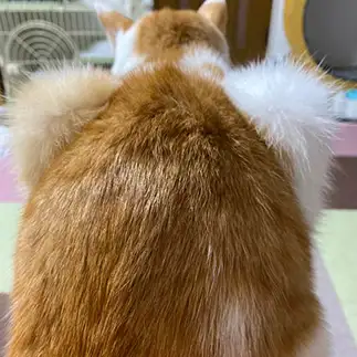 鶏すぎるネコ　　麦チョコ&ハクママさん