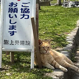 ご協力をお願いしすぎるネコ　　しろたろさん