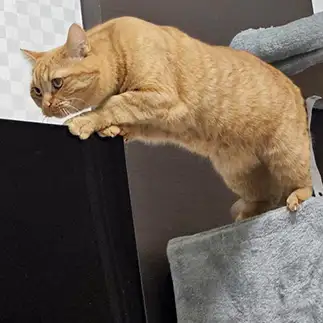 飛び込み競技の選手すぎるネコ　　まもさん