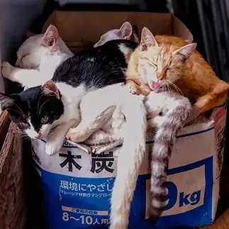 ギュウギュウ詰め詰めミチミチみっちりすぎるネコ　　猫山油猫丸さん