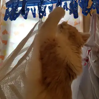 洗濯物になりたがりすぎるネコ　　あんどこさん