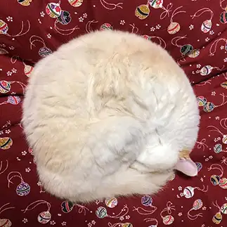 まるすぎるネコ　　にゃーさん