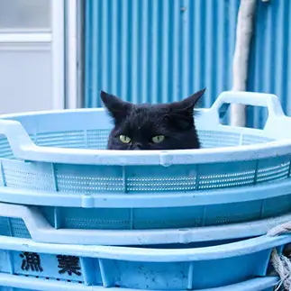 完璧に隠れてると勘違いすぎるネコ　　おいにゃんさん