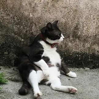 あまりにもオッサン座りが似合いすぎるネコ　　SAKURAさん