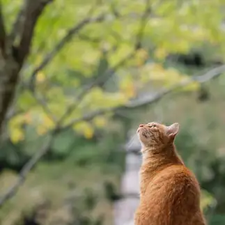 紅葉が待ち遠しすぎるネコ　　おげんちゃんさん