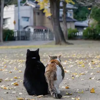 仲良く紅葉を楽しみすぎるネコ　　おげんちゃんさん