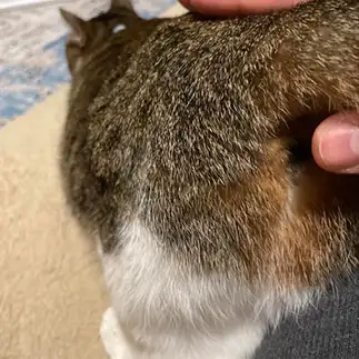 くつろぎすぎるネコ　　やばせさん