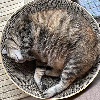 丸まれなさすぎるネコ　　花ちゃんさん