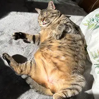 ひなたぼっこすぎるネコ　　花ちゃんさん