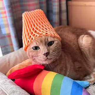 キャップが似合いすぎるネコ　　rikaneko3さん