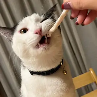食べるの必死すぎるネコ　　うい　まかなさん