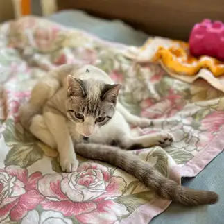 尻尾が長すぎるネコ　　麗だよ。さん