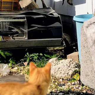 にゃにゃーん…未知との遭遇すぎるネコ　　猫山油猫丸さん