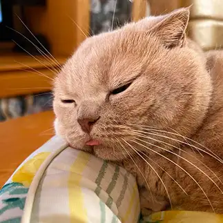 ブーブー眠すぎるネコ　　どすこいママさん