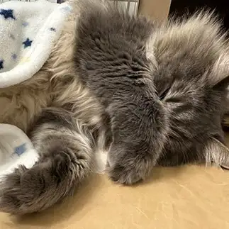 人間すぎるネコ　　うどんこちゃんさん