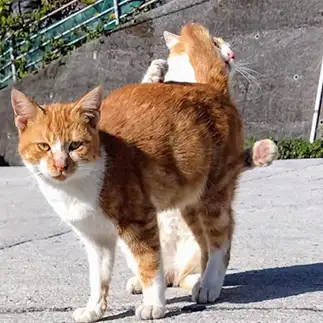 前方注意ヒップアタックすぎるネコ　　猫山油猫丸さん