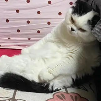 とてつもなく落ち込みすぎるネコ　　ぱんだるさん