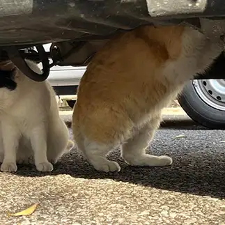 車の点検をしたすぎるネコ　　イソップさん