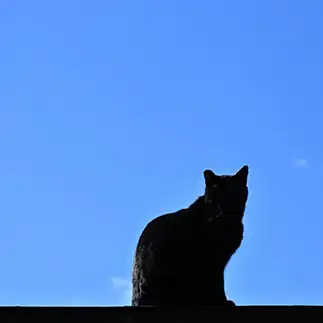影絵すぎるネコ　　仙城　彩漓さん