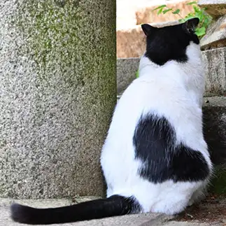 ハートすぎるネコ　　仙城　彩漓さん