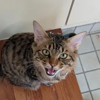 飼い主の帰りを待ち続けすぎるネコ　　れおさん