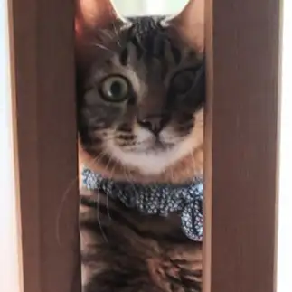 戸を開けたら顔が挟まりすぎるネコ　　れおさん